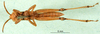 CollectionObject 1501268; cafec964-cc84-4889-88a4-2d2510cd742f: male, ventral view (holotype). (CollectionObject).