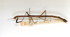 CollectionObject 1557701; 178ed18f-e236-44e3-80cf-eccc66b2421e: copyright ETHZ. female, lateral view (syntype). (CollectionObject).