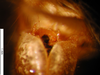 CollectionObject 1530872; 2e77056e-37da-48c1-8aaf-208765f58481: male, genital sclerites (paralectotype). (CollectionObject).