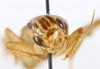 CollectionObject 1588099; 0853b684-939c-406a-a66a-bcd18099ba4d, MNHN-EO-ENSIF6980: male, face (paratype of Gryllopsis aelleni). (CollectionObject).