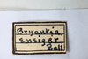 Other: !! display not done !! on Bryantopsis ensiger Ball, 1937: (Observation).