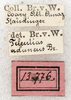 CollectionObject 1567661; NMW 13776, 2e86a9de-8e49-45ab-a606-03d0367d87a0: labels [erroneously Brunner as author]. (CollectionObject).