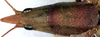 CollectionObject 1516838; 5316656a-e5d3-4b3d-8b5f-8be273231ef4: female head and pronotum, dorsal view (holotype). (CollectionObject).