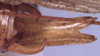 CollectionObject 1517134; 7783a68b-727d-48af-a64f-b2a3482339fd: male subgenital plate and cerci (holotype). (CollectionObject).