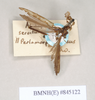 CollectionObject 1559136; 4847e430-3e4c-49c5-b947-06df40d1d5c6: copyright Natural History Museum, London. female of synonym Aschipasma servilleanum (syntype). (CollectionObject).;CollectionObject 1559137; b8ac4296-6fb5-483e-882d-f510a8c3345d: copyright Natural History Museum, London. female of synonym Aschipasma servilleanum (syntype). (CollectionObject).