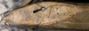 CollectionObject 1543533; 871af6bd-41bf-4bbc-abdc-aa974525530f: photo: T.H. Hubbell. male pronotum and stridulatory area (holotype). (CollectionObject).