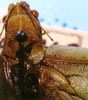 CollectionObject 1522566; b1a3893c-e51d-42be-8616-14b919b65165: male pronotum and stridulatory apparatus (holotype of Phrixa bidentata). (CollectionObject).