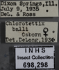 Other: !! display not done !! on Chlorotettix balli Osborn, 1898: Labels. (Observation).