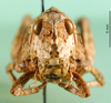 CollectionObject 1502758; 05943b25-1131-4ff9-825c-ead948972a9d: female, frontal view (paratype). (CollectionObject).