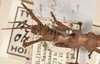 CollectionObject 1561575; 54e91f42-77a6-44e7-9373-57c31594d9a9: copyright UMO. male juv., head & thorax of Acanthoderus otys (holotype). (CollectionObject).