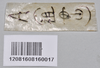 CollectionObject 1559854; NTUC 742, others barcoded, 616422ea-83f3-438c-83a2-d178842e7333: copyright NTUC. female, data (syntype). (CollectionObject).