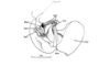 Rhachicreagra obsidian Jago & Rowell, 1981: Fig. 14. penis valves, oblique right postero-dorsal view. (Otu).