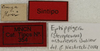 CollectionObject 1535935; c7be4576-e16f-47fe-ab79-c0e06bf541f5: labels (syntype). (CollectionObject).