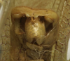 CollectionObject 1535154; 9dac2dbd-c38b-4ab3-af3f-424b96346702: male cerci (syntype). (CollectionObject).