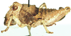 Lathicerus cimex Saussure, 1888: male, lateral view. (Otu).