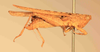 CollectionObject 1584234; c8549a0f-f976-4585-905c-9c01ed767e42: male, right lateral view (neoallotype). (CollectionObject).