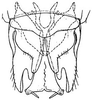 Subgenital plate: !! display not done !! on Chlorotettix necopinus Van Duzee, 1893: genital capsule, ventrally. (Observation).