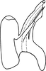 Aedeagus, lateral view on Erythridula crataegi (Johnson, 1935): Aedeagus, lateral view. (Observation).