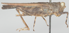 CollectionObject 1577198; 2e27be5d-c1e1-4982-b0a7-7f404a023bba: female, lateral view (syntype). (CollectionObject).