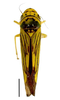 Habitus, dorsal view: !! display not done !! on Scopogonalia penicula Young, 1977: Specimen from Parque Nacional do Itatiaia, Southeastern Brazil, by C. M. F. Silva 2014. (Observation).