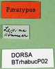 CollectionObject 1501870; 4efdd98f-5c48-48bd-b8ee-0c0a324391e8: labels (syntype). (CollectionObject).