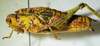 CollectionObject 1498671; c97a914b-ff0b-4ed8-9a97-1d4d3294415d: female, lateral view. (CollectionObject).