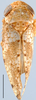 Habitus, dorsal view on Acacimenus Dlabola, 1979: Acacimenus maheshai, dorsal habitus (BMNH). (Observation).