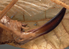CollectionObject 1505746; 9f68e04d-51bb-487f-94c0-1a7ca2385d50: female ovipositor (holotype). (CollectionObject).