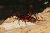 CollectionObject 1849154; Unioeste Cascavel SAOP-347, 1df8f9c5-60e4-4f69-a2be-c25ed36e30be: Male. Lateral view. Code: SAOP-347. (CollectionObject).