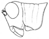 Zoumolampis bradleyi (Rehn, 1929): Pl. 1, Fig. 1 (after type). female head and pronotum, lateral view. (Otu).