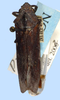 Habitus, dorsal view: !! display not done !! on Proconia esmeraldae Melichar, 1924: male: Proconia esmeraldae, French Guiana, NCSU. (Observation).