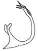 Aedeagus, lateral view on Polana (Culumana) pilana (DeLong & Freytag, 1972): Male: aedeagus, lateral view. (Observation).