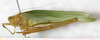 CollectionObject 1566633; NMW 21613, ee1d6efa-185e-4f52-9211-4136748f6dcf: male, lateral view. (CollectionObject).