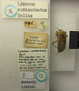 Microspilus contaminatus (Dallas, 1852): Lygaeus contaminatus. Syntype. (BMNH) - (CC BY-NC 4.0) Photo by Stuart Cole, reproduced with permission from the Natural History Museum, London, UK. (Otu).