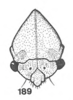 Head: !! display not done !! on Tortistilus wickhami (Van Duzee, 1908): (Observation).