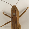 Bucrates capitatus (De Geer, 1773): female pronotum dorsal (possibly a type). (Otu).