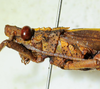 CollectionObject 1498823; 4a602b88-4efd-4ea4-b8d1-3ecc68a55799: 2012. male, head and pronotum, lateral view. (CollectionObject).