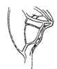 Arethaea gracilipes gracilipes (Thomas, 1870): Fig. 41. male, tegmina, stridulating field. (Otu).