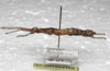 CollectionObject 1576287; f758bbdc-3c73-476e-84a7-7a4c4618d2cc: copyright SPM, Kinabalu. female, lateral view (paratype). (CollectionObject).;CollectionObject 1576288; 88bb7868-3816-48de-be1d-53f70e07356b: copyright SPM, Kinabalu. female, lateral view (paratype). (CollectionObject).