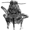 CollectionObject 1523808; f19fd345-d689-4c37-992a-80b3fba92333: male, frontal view (holotype). (CollectionObject).