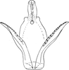 Aedeagus, ventral view on Empoascanara (Empoascanara) nagpurensis (Distant, 1918): Aedeagus, ventral view. (Observation).