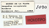 CollectionObject 1513145; MLP1090/1, 81042a45-f9a7-435d-8623-6ae2c3de6ede: labels (holotype). (CollectionObject).