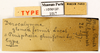 CollectionObject 1587150; MNHN(SF IMPORT DUPLICATE) MNHN-EP-EP1017, a5815b42-d7a4-46be-a366-461894ddbf25: CC BY-NC-ND 4.0/MNHN - Depraetere Marion - 2014. Type, female, of glomeriformis Lucas, 1862. Specimen number: MNHN-EP-EP1017. http://coldb.mnhn.fr/catalognumber/mnhn/ep/ep1017. (CollectionObject).