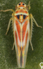 Habitus, dorsal view on Arboridia (Arboridia) velata (Ribaut, 1952): Habitus (female). (Observation).