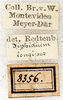 labels (syntype). Depicts CollectionObject 1531474; NMW 8356, 646e5900-392f-4ec6-870e-39c6dacc4fa7, a CollectionObject.