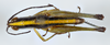 CollectionObject 1527194; 71bf64c5-1f5c-45a3-b520-314e3670324e: male, dorsal view (holotype). (CollectionObject).