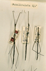 CollectionObject 1557931; 73e6ba45-81bd-40b2-b84f-7f95407c485b: copyright NHRS, Stockholm. male (syntypes). (CollectionObject).