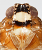 Head on Catonia picta Van Duzee, 1908: (Observation).