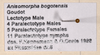 CollectionObject 1559944; 29388811-ae3e-4928-875d-63bb55b7a5ee: copyright OUMNH. synonym Bacteria bogotensis (notes on paralectotypes). (CollectionObject).;CollectionObject 1559945; a00a39a0-cb2f-436a-b56c-b7e98a22e487: copyright OUMNH. synonym Bacteria bogotensis (notes on paralectotypes). (CollectionObject).;CollectionObject 1559946; e50dc672-7404-4b79-96b8-f57871c7a498: copyright OUMNH. synonym Bacteria bogotensis (notes on paralectotypes). (CollectionObject).