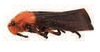 Habitus, lateral view on [Sphenorhina] cruralis Stål, 1862: (Observation).